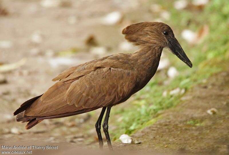 Ombrette africaineadulte, identification