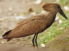 Hamerkop