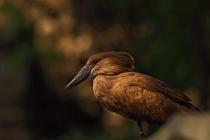 Hamerkop