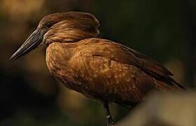 Hamerkop