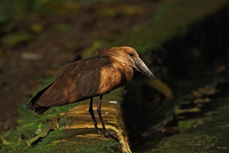 Hamerkop