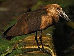 Hamerkop