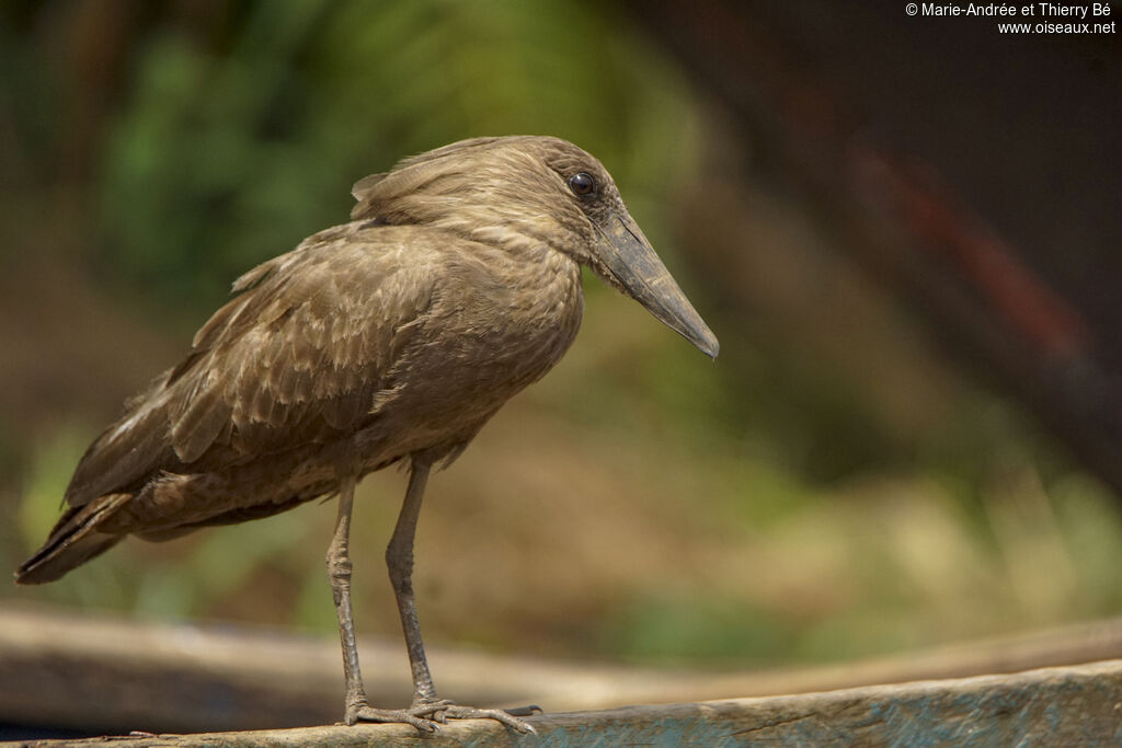 Hamerkop