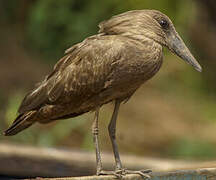 Hamerkop