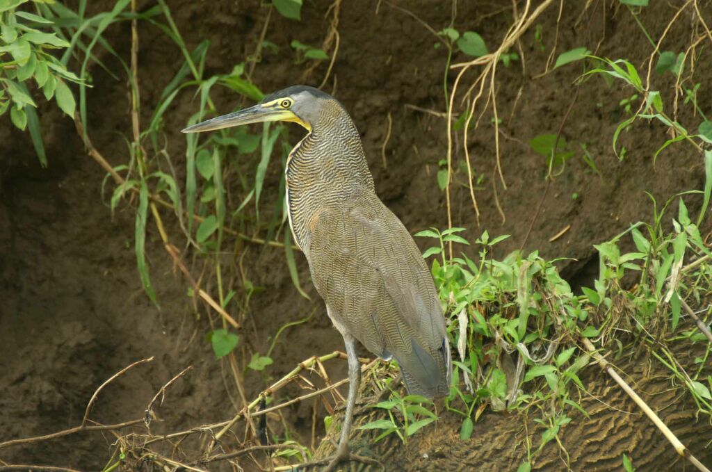 Bare-throated Tiger Heron