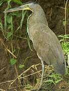 Bare-throated Tiger Heron