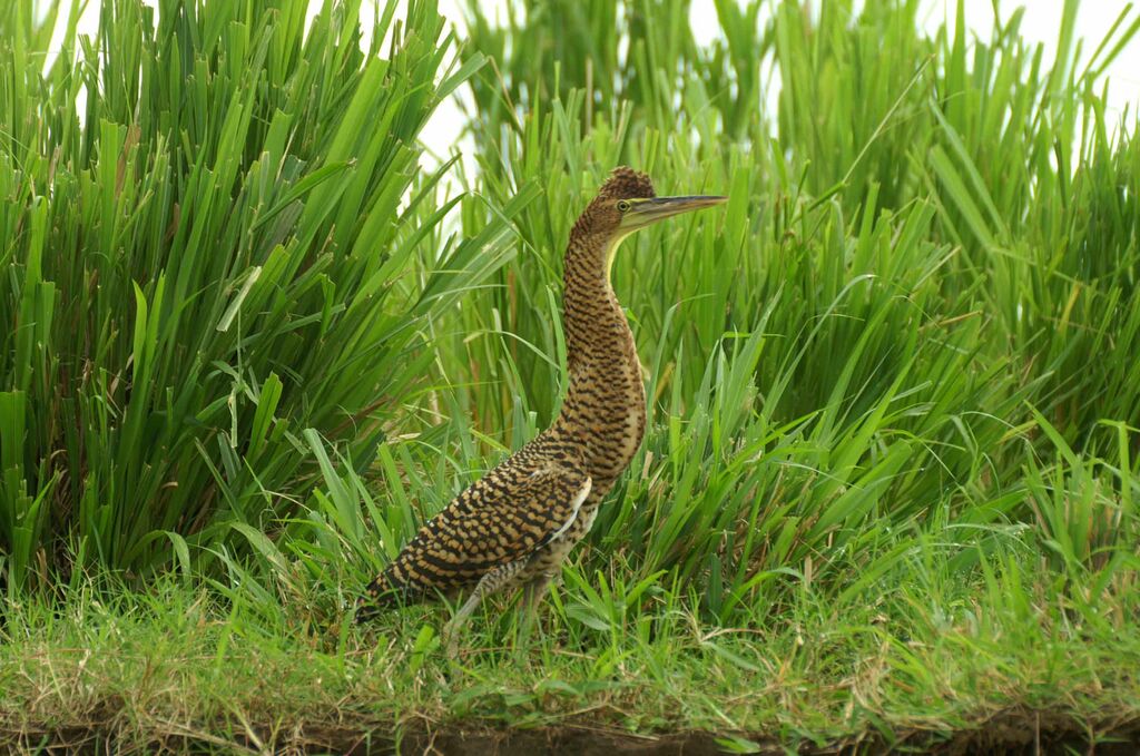 Bare-throated Tiger Heron