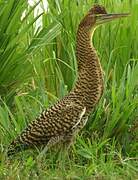 Bare-throated Tiger Heron