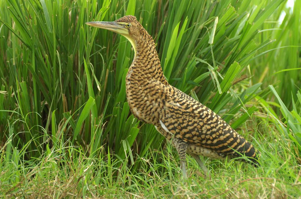 Bare-throated Tiger Heron