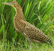 Bare-throated Tiger Heron