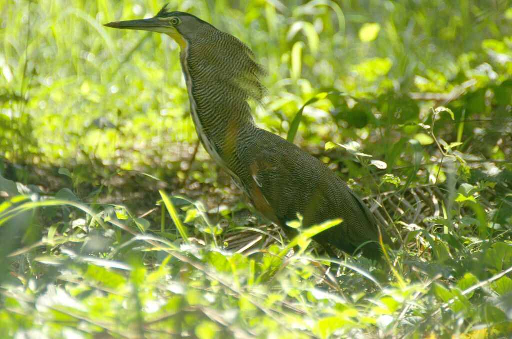 Bare-throated Tiger Heron