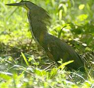 Bare-throated Tiger Heron