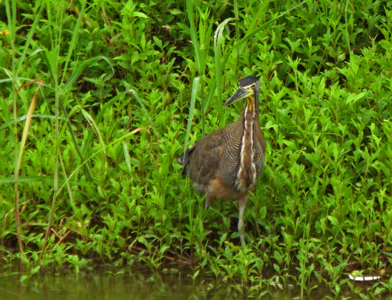 Bare-throated Tiger Heron