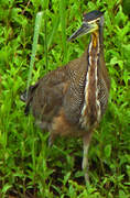 Bare-throated Tiger Heron