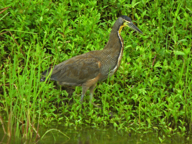 Bare-throated Tiger Heron