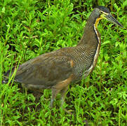 Bare-throated Tiger Heron