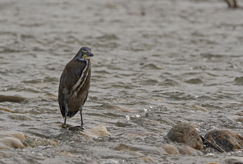 Fasciated Tiger Heron