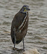 Fasciated Tiger Heron