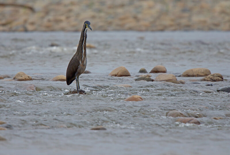 Fasciated Tiger Heron