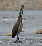 Fasciated Tiger Heron