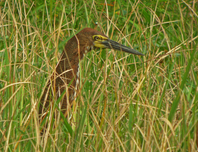 Rufescent Tiger Heron