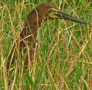 Rufescent Tiger Heron