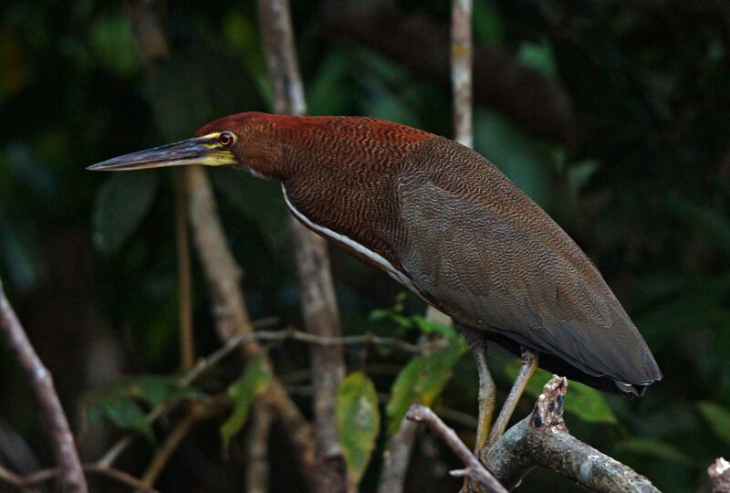 Rufescent Tiger Heron