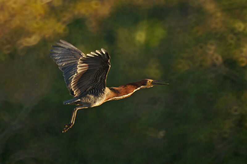 Rufescent Tiger Heron, Flight