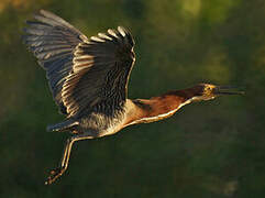 Rufescent Tiger Heron