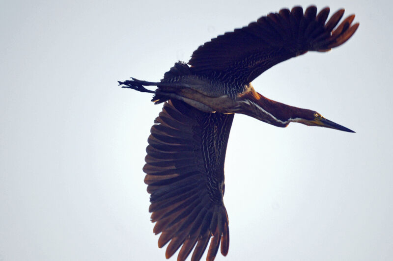 Rufescent Tiger Heron, Flight