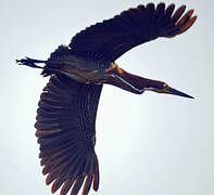 Rufescent Tiger Heron