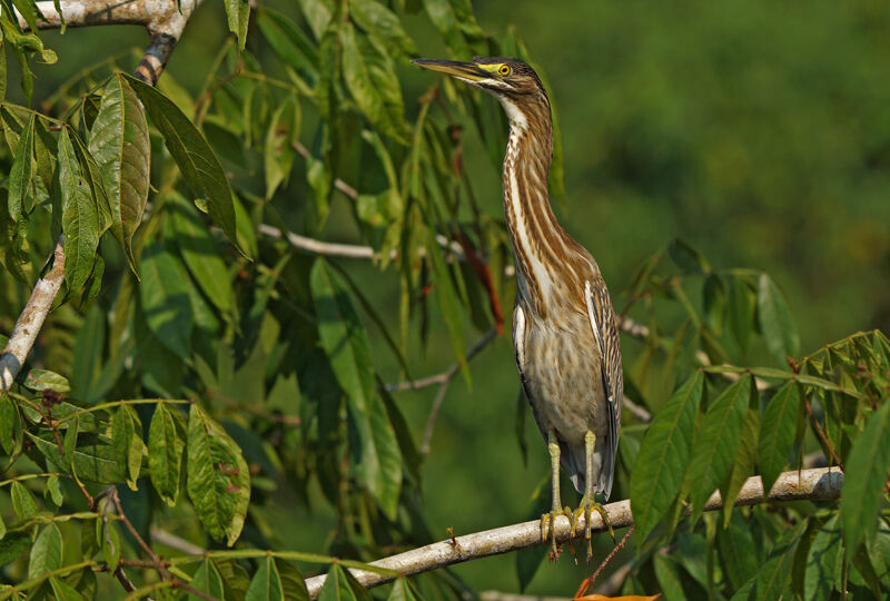 Rufescent Tiger Heronjuvenile