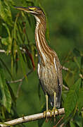 Rufescent Tiger Heron