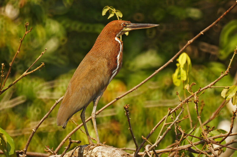 Rufescent Tiger Heron