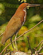 Rufescent Tiger Heron