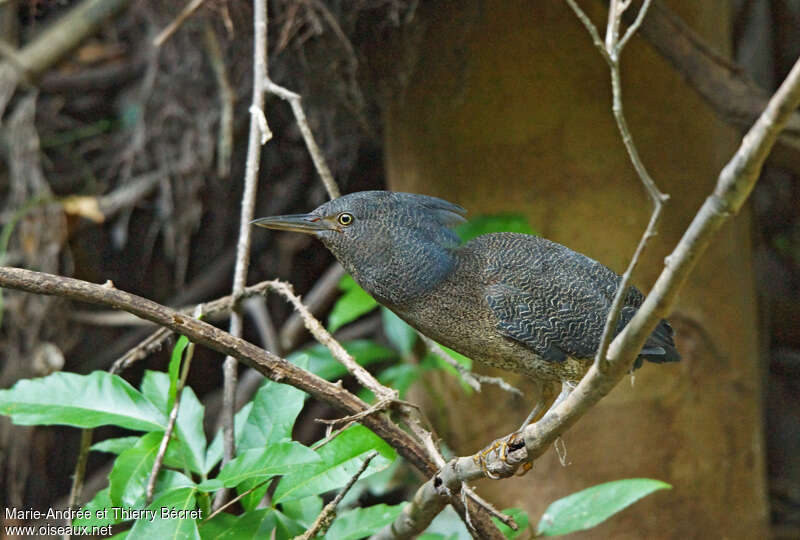 Zigzag Heronadult, identification