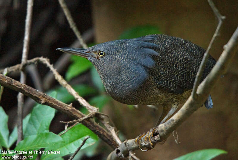 Zigzag Heronadult, close-up portrait