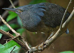 Zigzag Heron