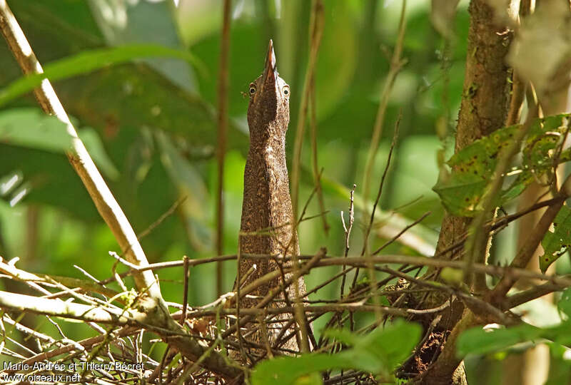 Zigzag Heronadult, Reproduction-nesting