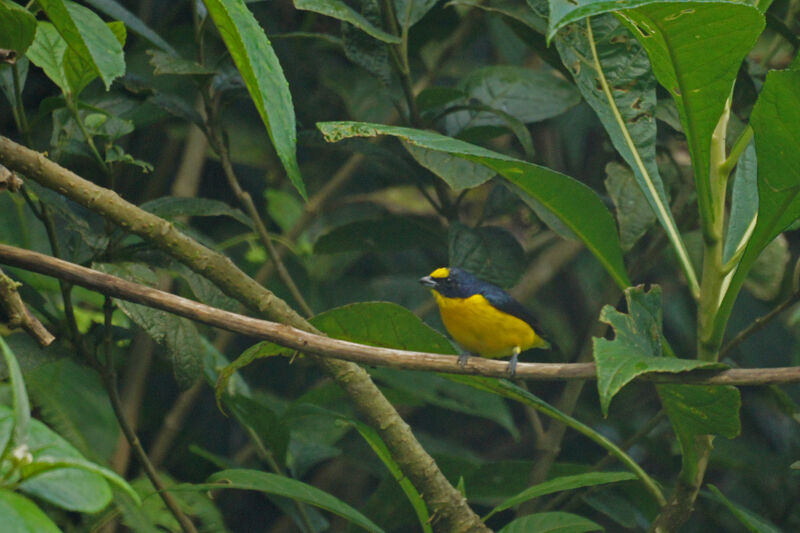 Thick-billed Euphonia male