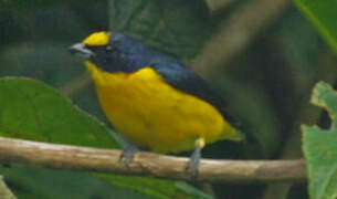 Thick-billed Euphonia