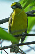 Thick-billed Euphonia