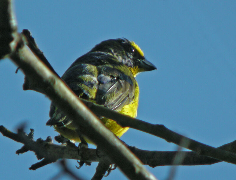 Thick-billed Euphonia male