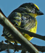 Thick-billed Euphonia