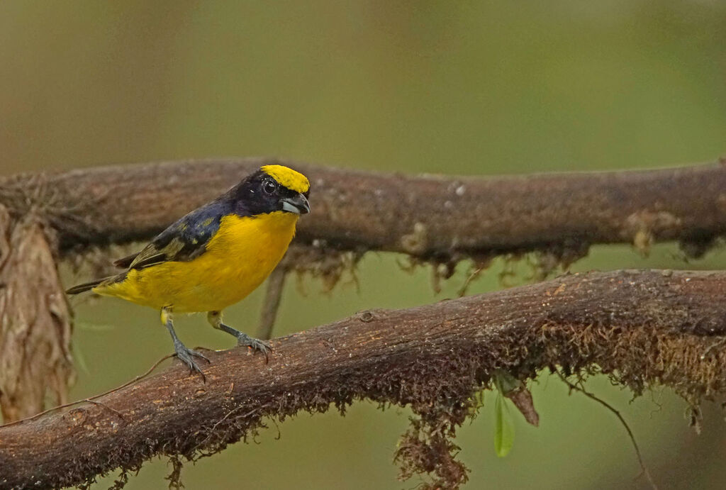 Thick-billed Euphonia