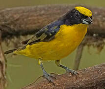 Thick-billed Euphonia