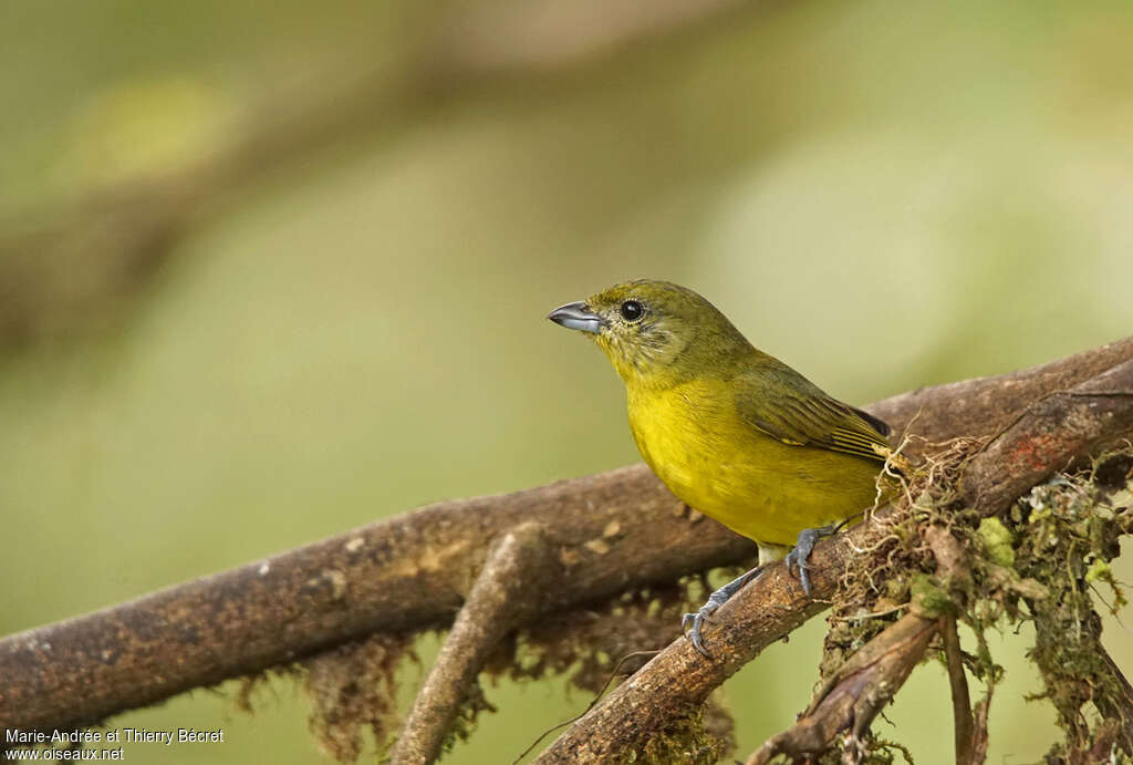 Thick-billed Euphonia female adult, identification