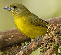 Thick-billed Euphonia