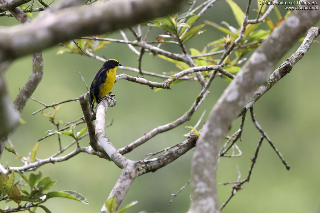 Thick-billed Euphonia male