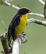 Thick-billed Euphonia